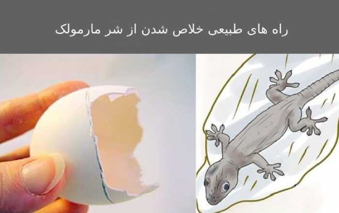 خلاص شدن از شر مارمولک ها