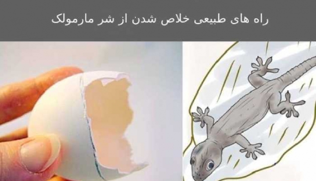 خلاص شدن از شر مارمولک ها