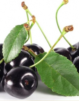 خواص گیلاس سیاه