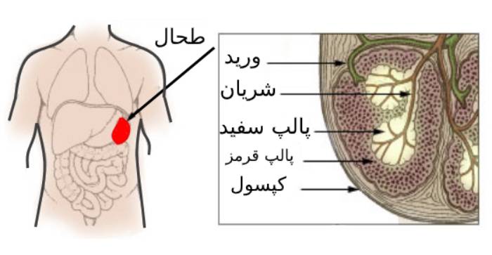 علت بیماریهای کبد