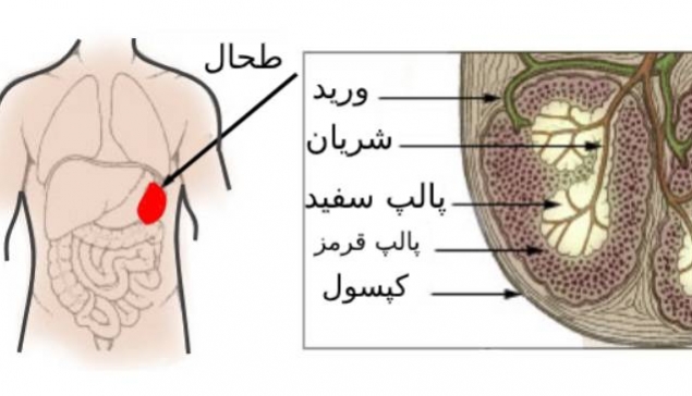 علت بیماریهای کبد