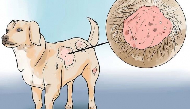 درمان خانگی گال در سگ