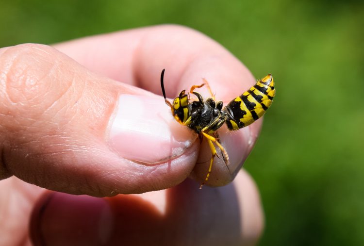 درمان نیش زدن زنبور زرد