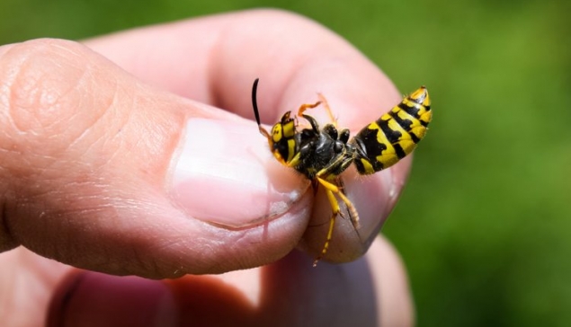 درمان نیش زدن زنبور زرد