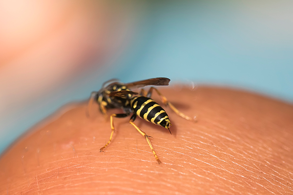 درمان های خانگی برای نیش زدن زنبور زرد