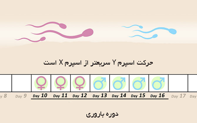 توضیح تصویری دوره باروری