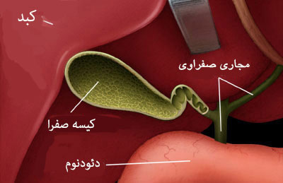 کبد و مجاری صفراوی