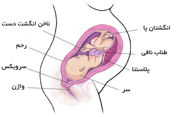 جنین در رحم مادر