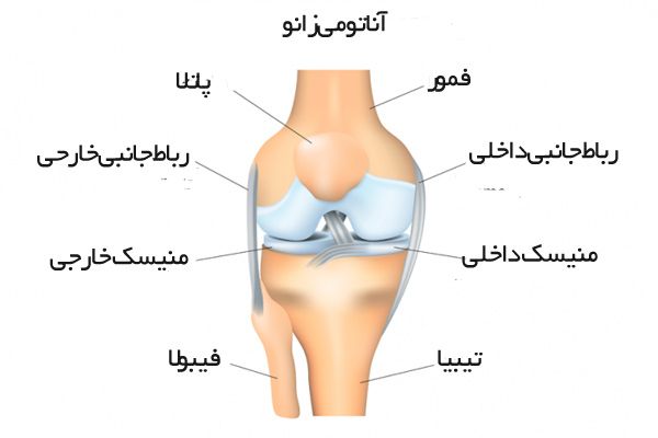 آناتومی زانو