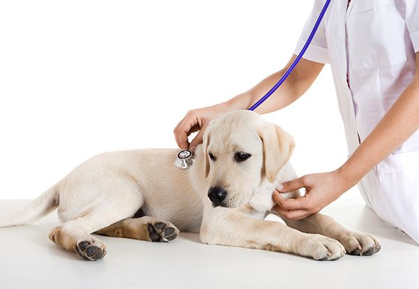 درمان بیماریهای سگ